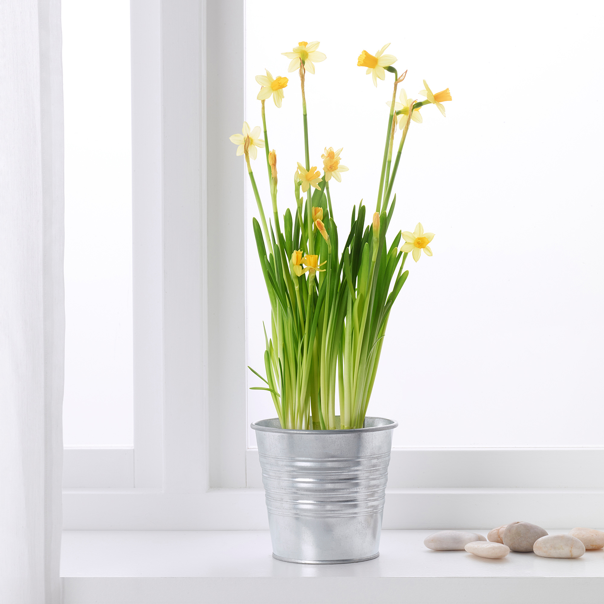 нарциссы в горшке. нарциссы в горшке. гиацинты тюльпаны нарциссы в горшке. нарцисс тет-а-тет в горшке. нарцисс обдам в горшке.